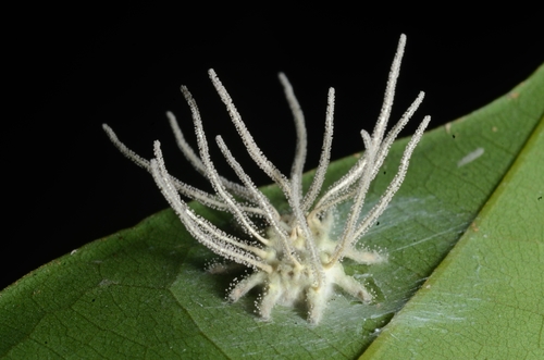 Cordycipitaceae image