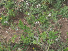 Pelargonium carnosum carnosum