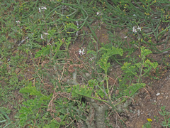 Pelargonium carnosum carnosum