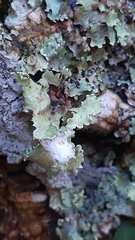 Parmotrema hypoleucinum