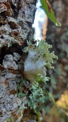 Parmotrema hypoleucinum