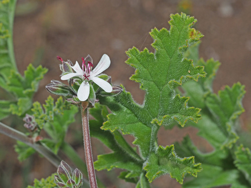 Pelargonium ferulaceum (Burm.f.) Willd.