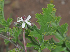 Pelargonium carnosum carnosum
