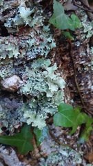 Parmotrema hypoleucinum