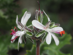 Pelargonium carnosum carnosum