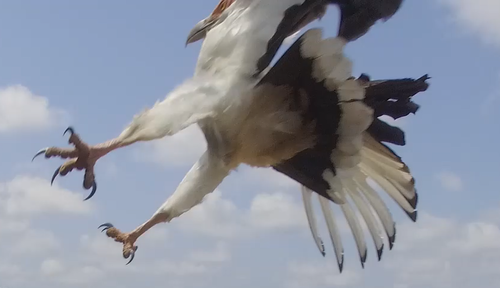 Palm-nut Vulture photographed in Sierra Leone