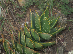 Aloe distans