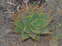 Aloe distans