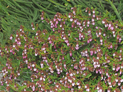 Hermannia heterophylla