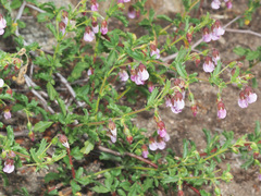 Hermannia heterophylla