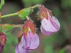 Hermannia heterophylla