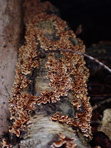 Xylobolus spectabilis