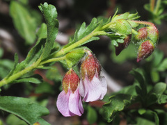 Hermannia heterophylla