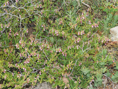 Hermannia heterophylla