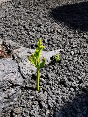 Botrychium lanceolatum