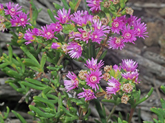 Ruschia langebaanensis