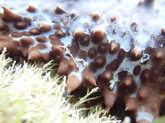 Australostichopus mollis