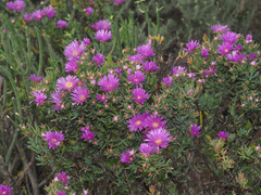 Ruschia langebaanensis