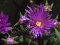 Ruschia langebaanensis