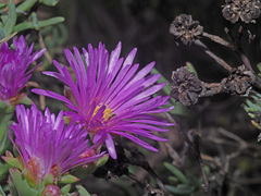Ruschia langebaanensis
