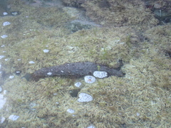 Australostichopus mollis