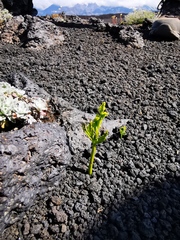 Botrychium lanceolatum