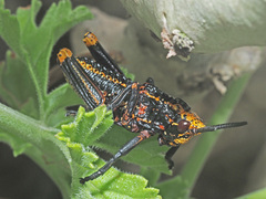 Dictyophorus spumans