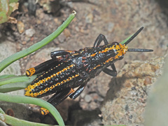 Dictyophorus spumans
