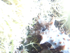 Australostichopus mollis