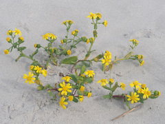Senecio maritimus