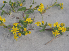 Senecio maritimus