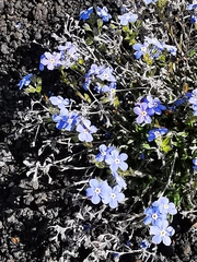 Eritrichium sericeum