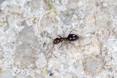 Technomyrmex jocosus