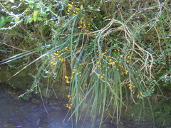 Libertia