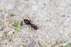 Technomyrmex jocosus