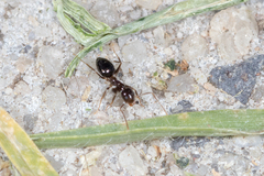 Technomyrmex jocosus