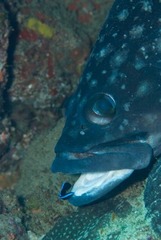 Epinephelus coeruleopunctatus