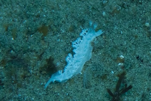 ユビノウハナガサウミウシ