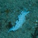 ユビノウハナガサウミウシ