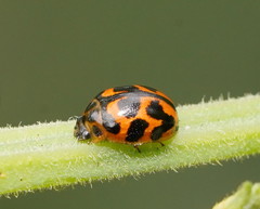 Peltoschema oceanicum
