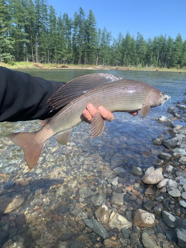 East Siberian Grayling