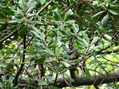 Planchonella costata