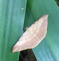 Pseudonadagara semicolor