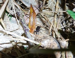 Cuneopterus conicus