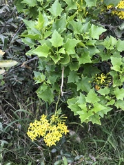Senecio tamoides