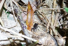 Cuneopterus conicus