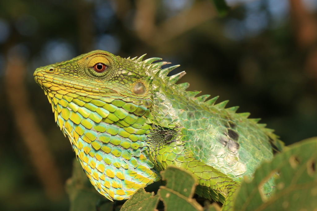 Large Scaled Forest Lizard (Agamids of Kerala) · iNaturalist