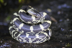 Lycodon travancoricus