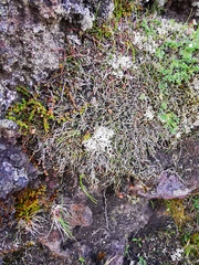 Cassiope lycopodioides