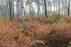 Pteridium latiusculum japonicum